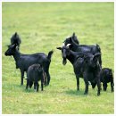 명성흑염소농장 이미지