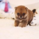 멋진강아지 이미지