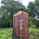 명산농장 | <영월 태화산> 한국의 100대 명산, 최단코스 뷰가 1도 없는 명품 숲 경험