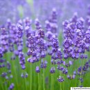 강쥐애견샵 이미지