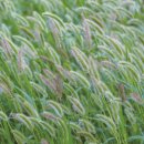 강아지풀 이미지