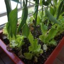 상춘농장 이미지