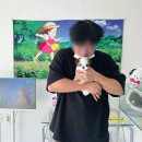 미니콩 | 의정부콩시츄분양 미니시츄 멍냥스타 분양 후기 (1843)