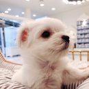 펫 갤러리아 이미지