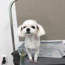 송송그루밍 이미지