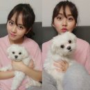 러블리핑크 이미지