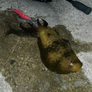 부산오징어 이미지