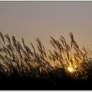 하늘공원 이미지