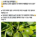 파파야 메론/ 첫수확 반짝 행사 이미지