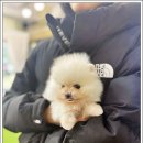 블리독 - 강북구 도봉로 388 | 인천부평에서 강아지분양, 믿을 수 있는 블리독 후기
