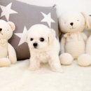 광주강아지분양 고양이분양 24시 데려가개본점 이미지