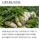 무우효능과 부작용 보관법 이미지