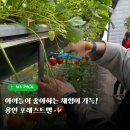 (주)행복한농장(청하농장) | 용인 딸기체험농장 포레스트벨, 아이와 실내 동물체험까지