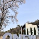 (공주) 계룡산 한가운데 벚꽃 휘날리는, 스테이 온유