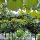 사이박천 | 제3회 오영담(오드린 영동을 담다) 월류원 와이너리 가든파티 참석후기