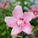 화성무궁화 이미지