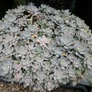 연화농장 이미지