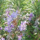 마일농장 | 제주도 로즈마일팜 농장후기!로즈마리오일,산유도의꿈!