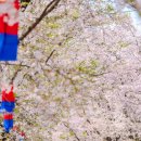 가평 에덴벚꽃길 벚꽃축제 방문 후기 | 꽃비 흩날리던 봄날