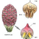 꽃의 구조 이미지