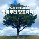 나무 | 제주 항파두리 항몽 유적지 나홀로 나무 방문 후기