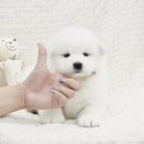 버디독 강아지분양 안심분양센터 서울 영등포점 이미지