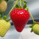 딸기 이미지