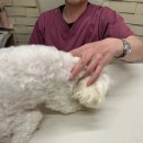 금오동물약품 | 의정부 금오동 동물병원 / 금오동물병원 강아지 검진후기