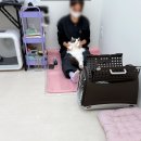 다온냥 | 논현동 고양이 미용실 &#39;다온냥&#39; 고양이 무마취 미용 솔직 후기