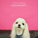 루루애견 이미지