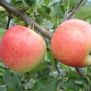 사과시험장 앞 이미지