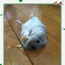 동글동글 이미지