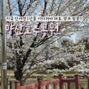 양산호수공원 | 광주 벚꽃 명소 양산호수공원 완전히 만개한 4월 4일 개화 상태
