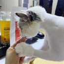 [고양이 동결건조 간식 추천] 본아페티 닭고기 큐브 먹방 후기! 조이도 반했어요 😻