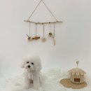 몽보드레 이미지