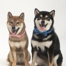 (주)화정 | [일산·화정사진관] 더온도 사진관 증멍사진 촬영🐶 반려동물 증명사진 후기