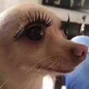 라온 | 상봉역 도보 1분 상봉 속눈썹 펌 연장 잘하는 라온 추천 후기