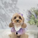 하떼하떼 이미지