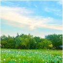 덕진-14 | 전주 노을 명소 연꽃뷰 덕진공원