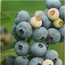 김상배농장 이미지