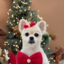 수수펫살롱 이미지