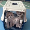 아주르키즈풀빌라 | 애견 동반 가능한 아주르 키즈 풀빌라 내 돈 내산 후기