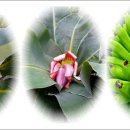 몽키바나나 이미지