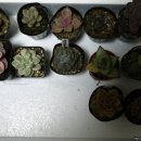 살구미농장 | 봄맞이 반려 식물 다육이 구매