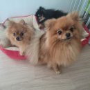 백구정민박 이미지