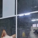 바르다펫 네이버블로그