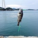 군산낚시꾼 이미지