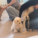 펌킨 펫하우스 서울숲 이미지