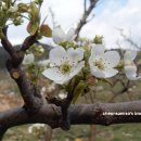 배꽃농장 이미지