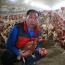 닭사랑농장 이미지